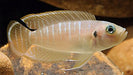 Brevis Shell Dweller 1