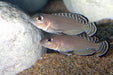 Lamprologus ornatipinnis