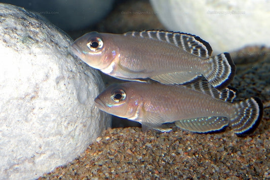 Lamprologus ornatipinnis