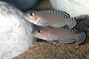 Lamprologus ornatipinnis