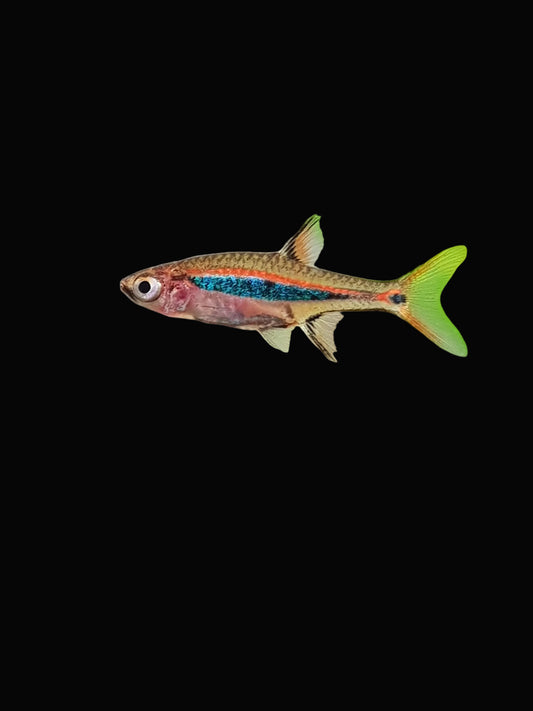 Least rasbora (Pair)