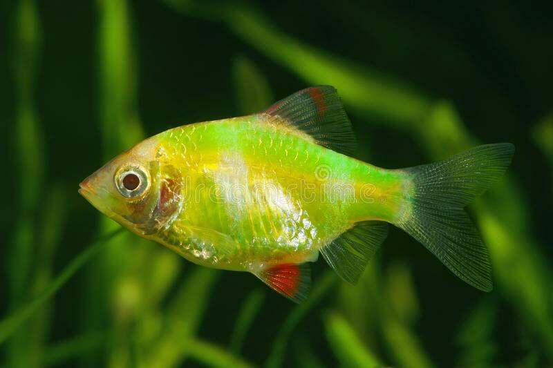 Glow Lemon Tiger Barb