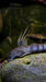 Threadfin Goby 3inch