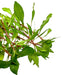 Ludwigia inclinata var cuba