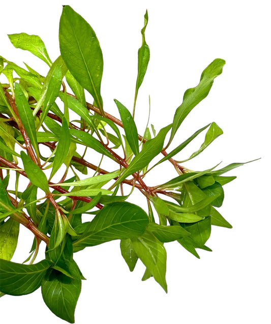 Ludwigia inclinata var cuba