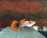 Magenta Round Tail Guppy (Pair)