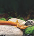 Mango Catfish 2inch