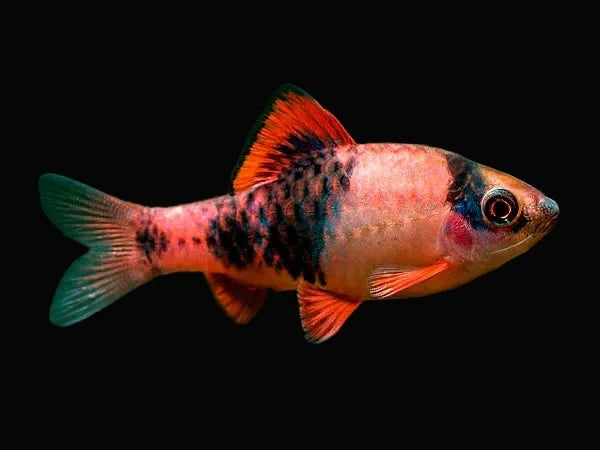 Melon Barb (Pair)