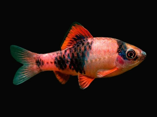 Melon Barb (Pair)