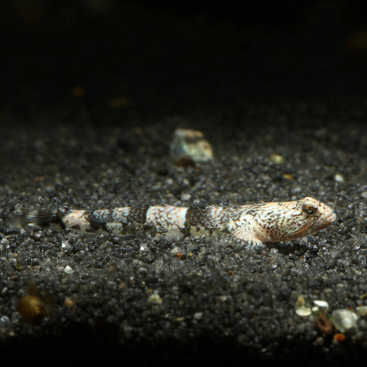 Micro Dragon Goby (Rare)
