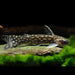 Galaxy Woodcat 2inch