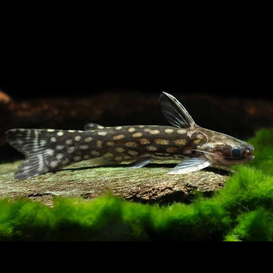Galaxy Woodcat 2inch