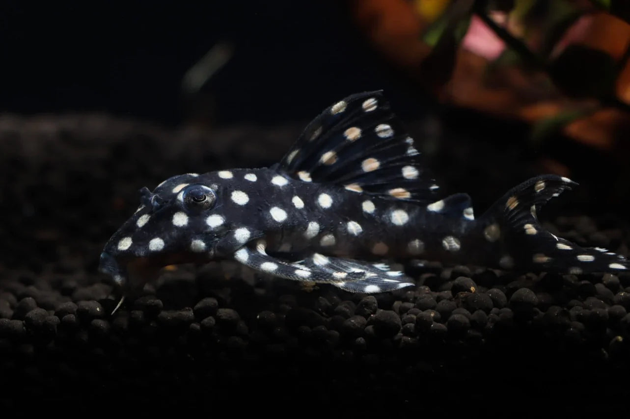 L 471 Mini Snaowball Pleci 2Inch