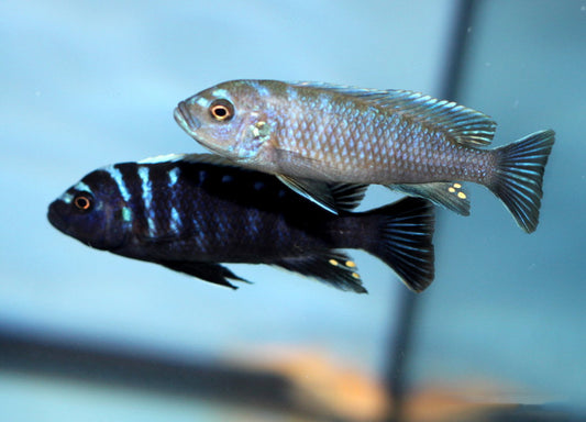 Cynotilapia Zebroides  "Deep Ndonga"