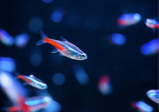 Neon Tetra (Pair)