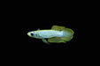 Norman's Lamp Eye Killifish (Pair)