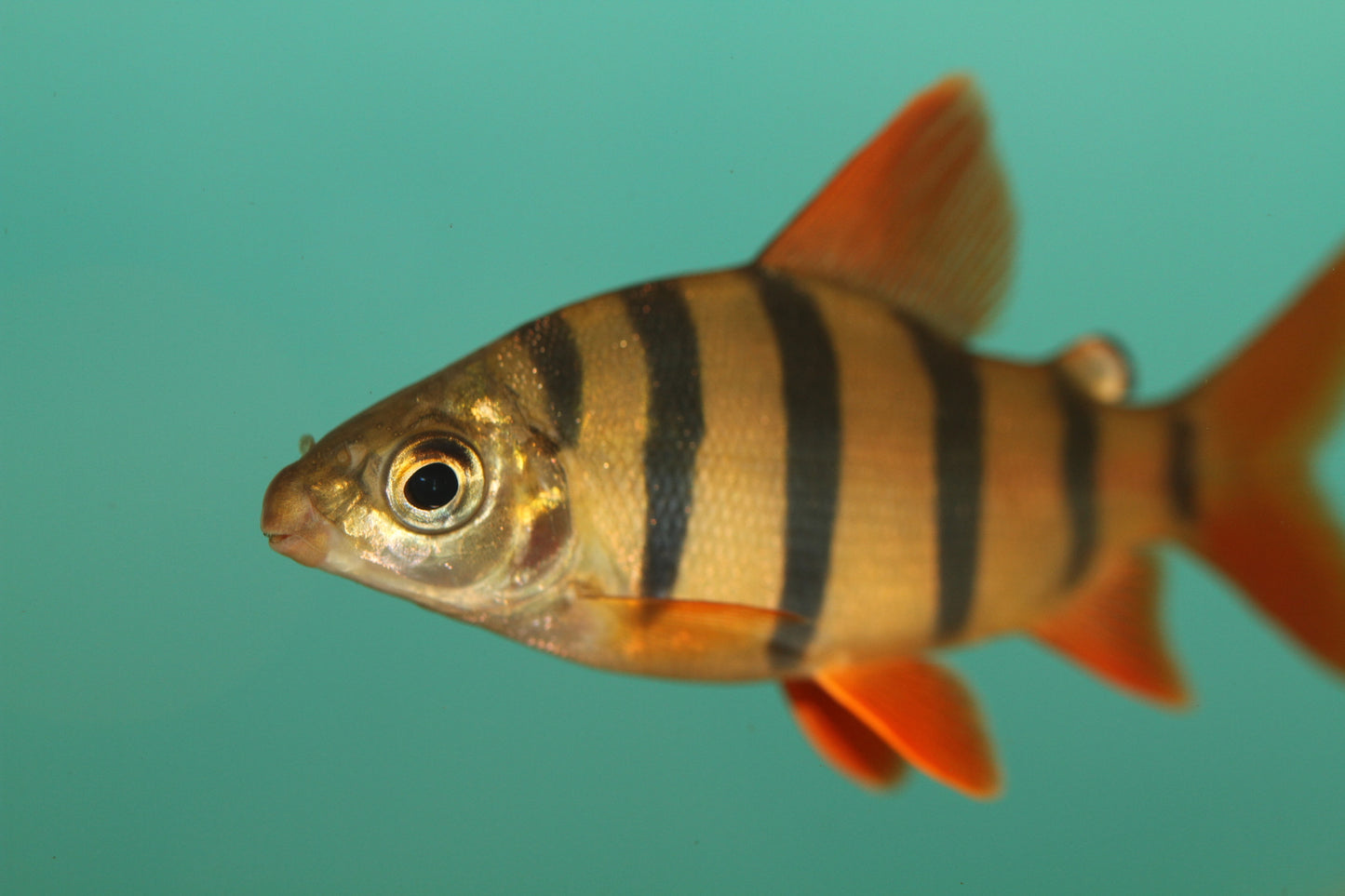 Orange Distichodus 5inch