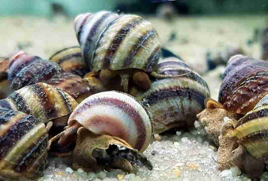Piano Snails (Algae Eater)