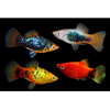 Assorted Platy Combo