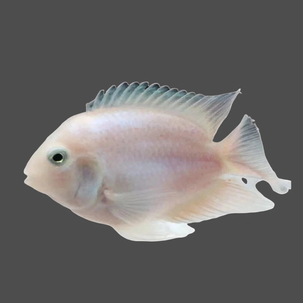 Polar White Parrot  (Pair)