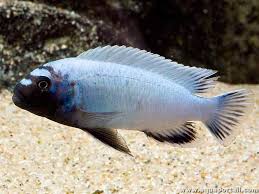 Pseudotropheus sp. polit