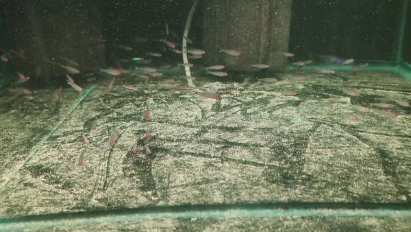 Rummynose Tetra (Pair)
