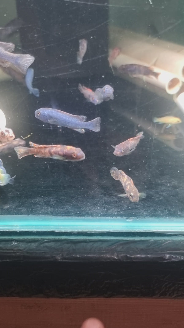 Bi Colour Mbuna (Pair)
