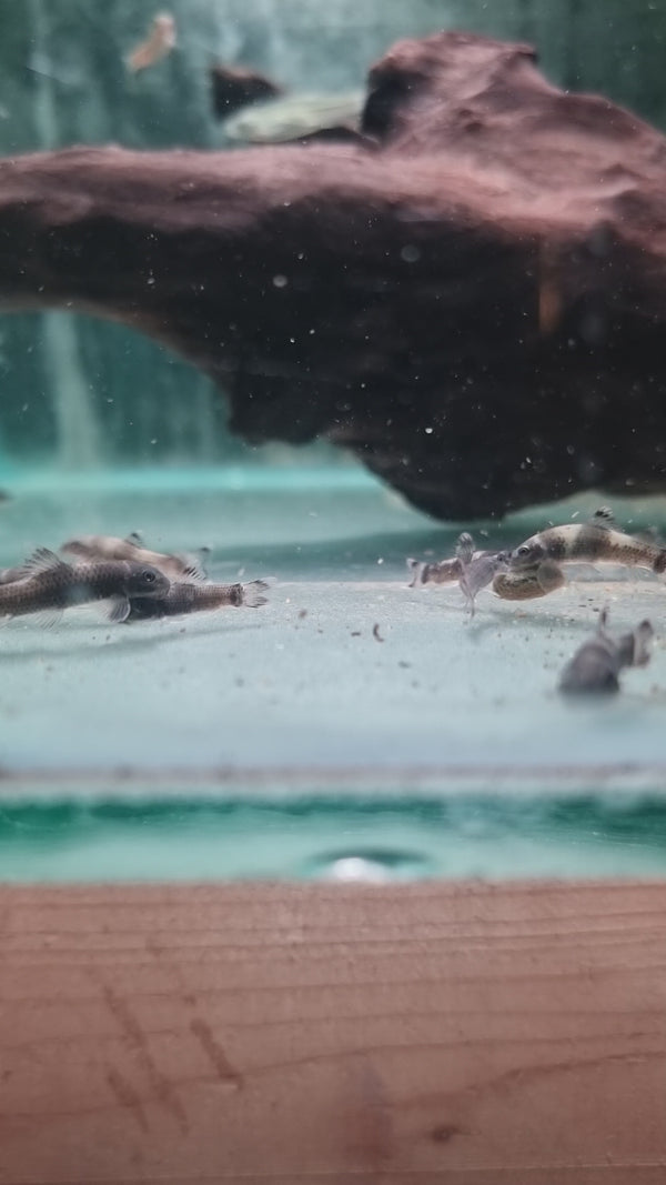 Panda Garra 2-2.5cm (Pair)