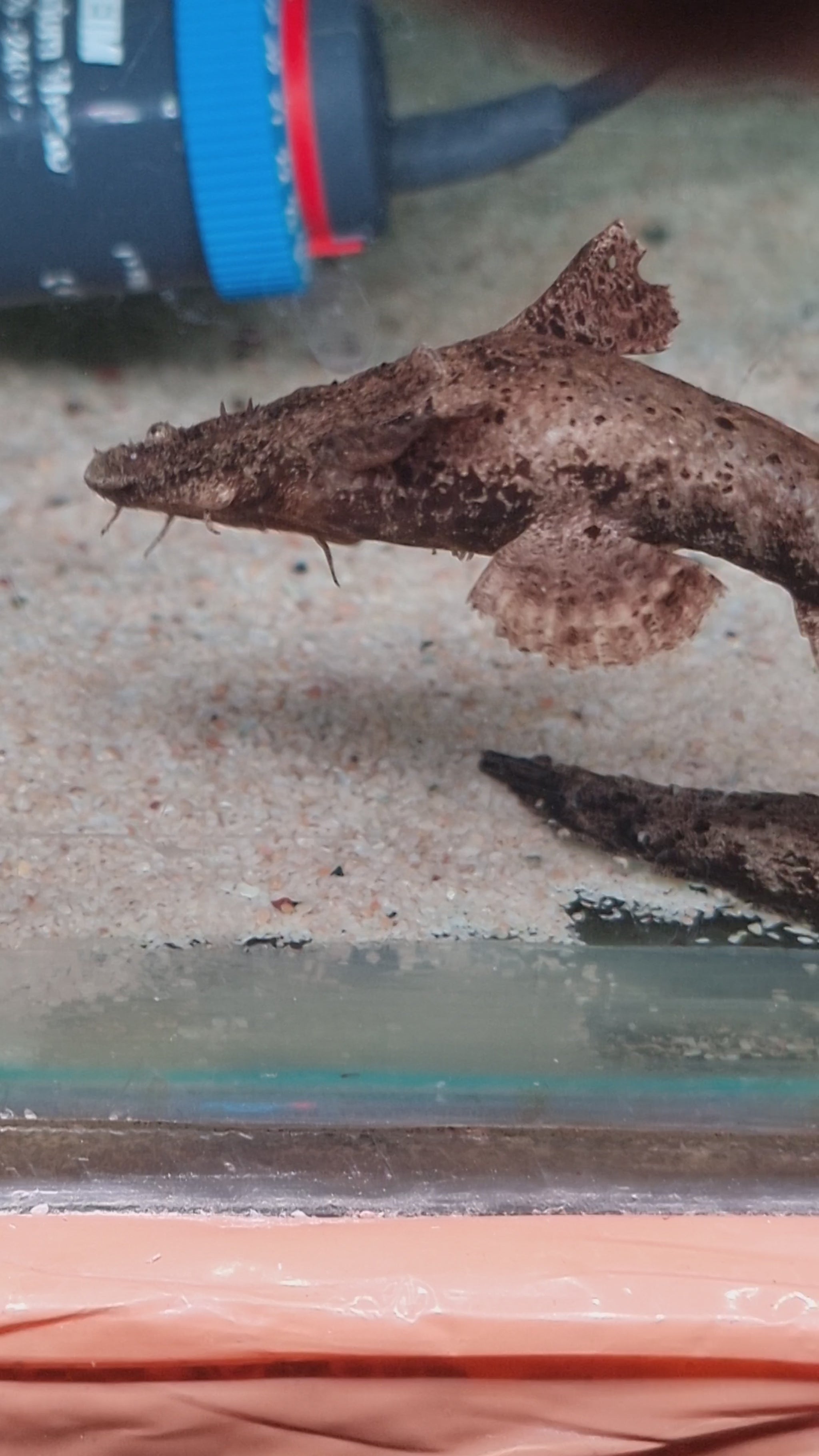 Frogmouth Catfish 4-5inch – Best4Pets