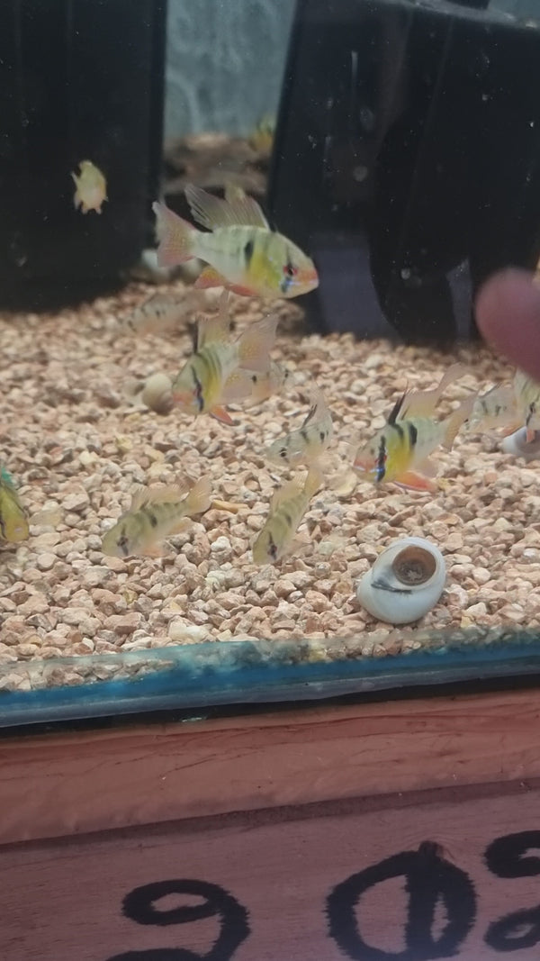German Blue Ramirezi (Pair)