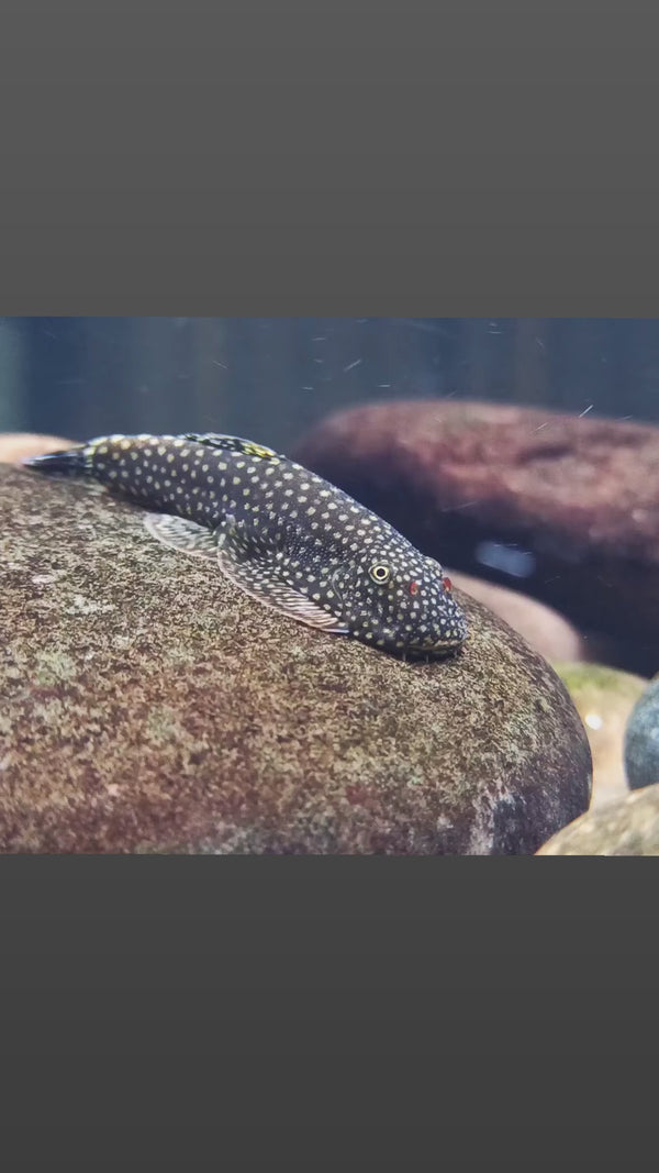 Borneo Hillstream Loach