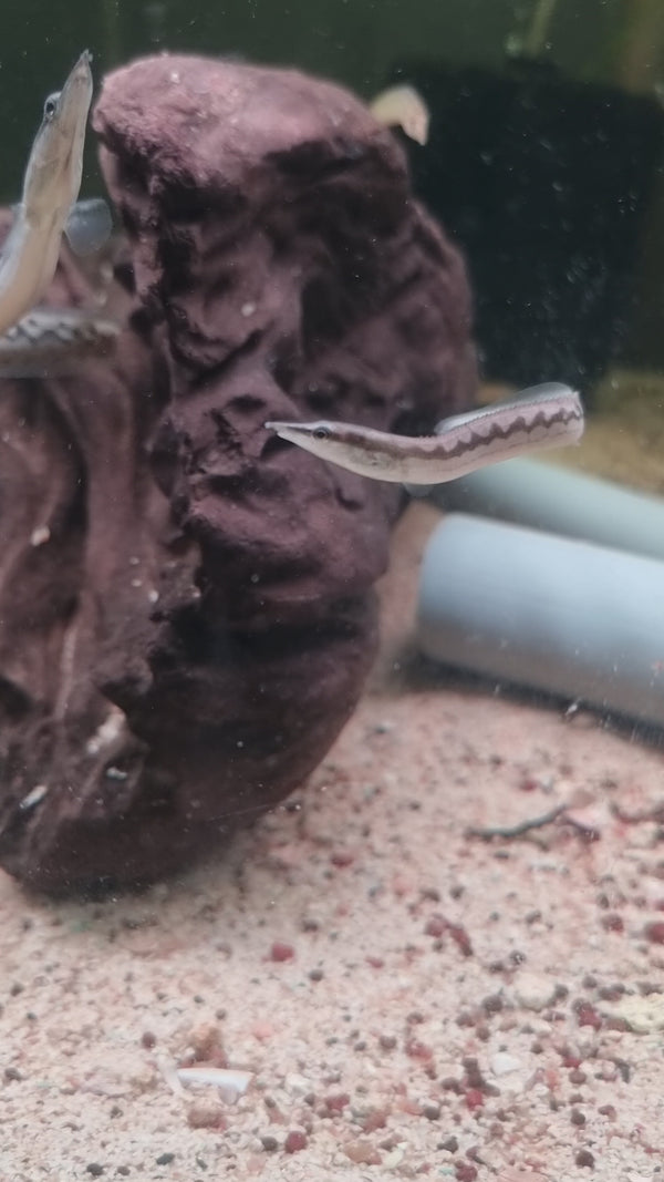 Tyre-Track Eel (Pair)