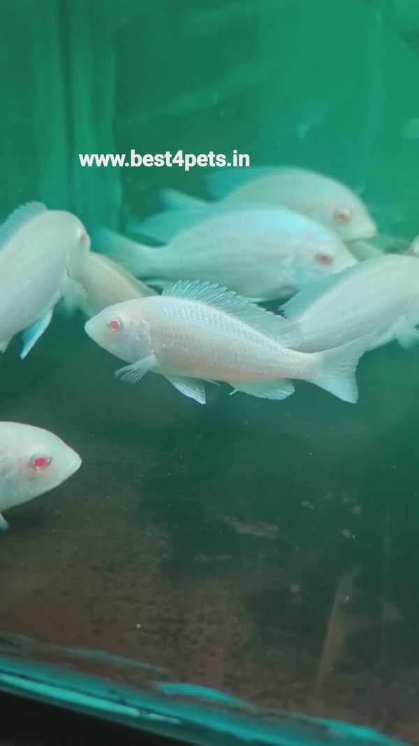Albino Dolphin 4inch