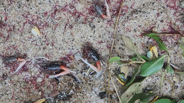 Yellow Fiddler Crab (Pair)
