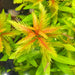 Proserpinaca palustris