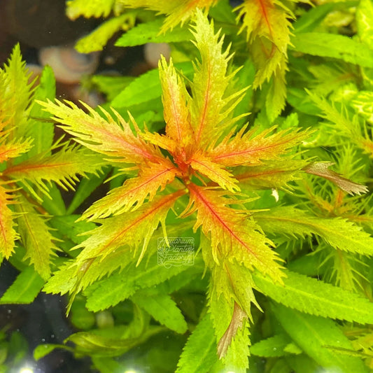 Proserpinaca palustris