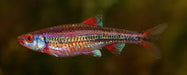 Rainbow Shiner 1.75