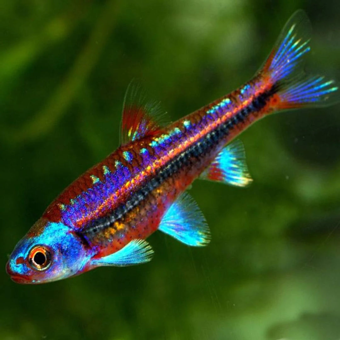Rainbow Shiner 1.75"