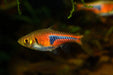 Rasbora espei (Pair)