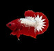 Red Head FCCP Star Betta (Pair)