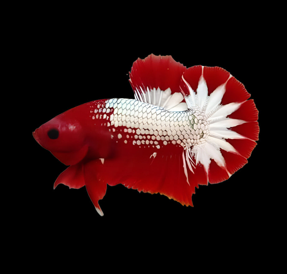 Red Head FCCP Star Betta (Pair)