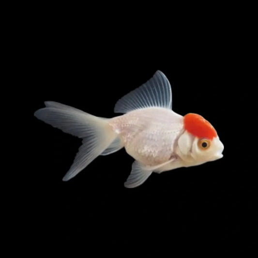 Red Cap Oranda Goldfish Medium (Pair)