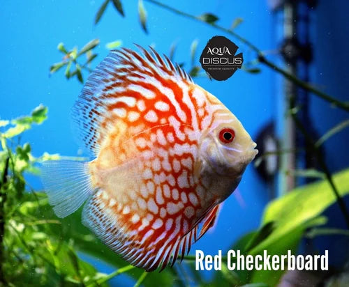 Red Checkerboard Discus 2.5"