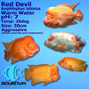 Red Devil Cichlid 4.5