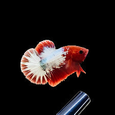 Red Head FCCP Star Betta (Pair)