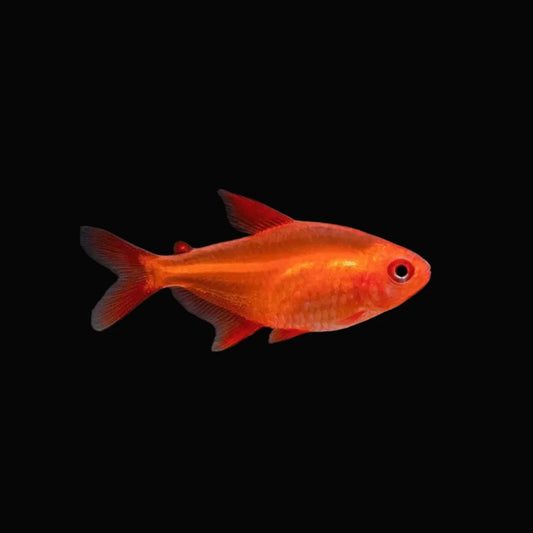Muzel Red Cherry Tetra (Pair)