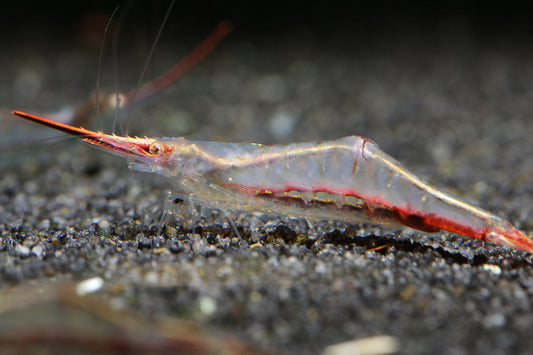 Red Nose Shrimp (Pair)