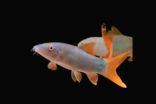 Red Tail Botia 4inch