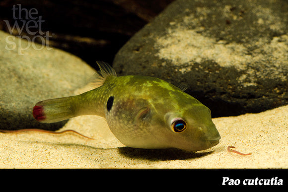 Red Tail Puffer 1"