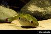 Red Tail Puffer 1